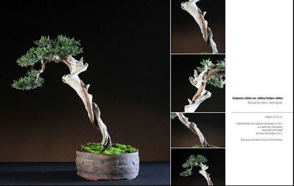 bonsai book